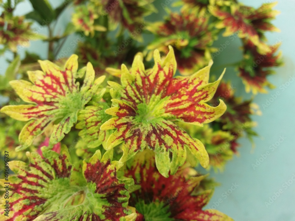 red and yellow flowers red and yellow flowers