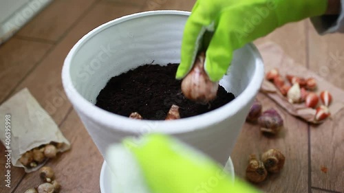 Gardener plants bulbs in pot at home. Narcissus, hyacinth, tulips growth. Spring