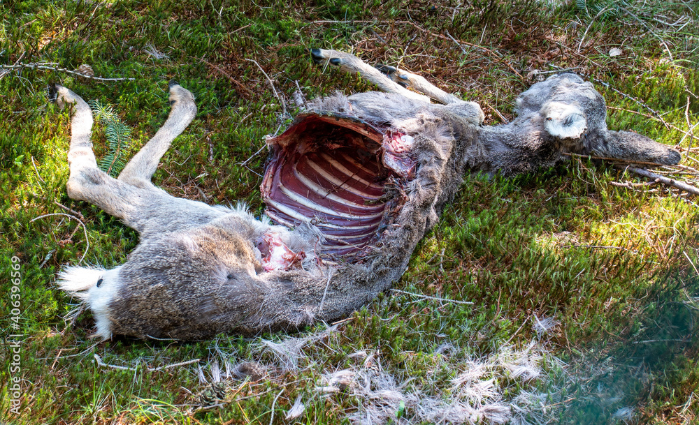 Obraz premium Rehkadaver