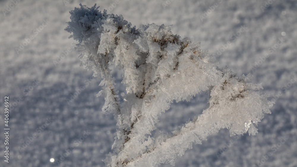 Eiskristale auf einer Pflanze Eiskristale auf einer Pflanze