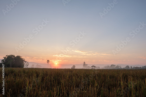 Rice fields in summer in the morning in northern Thailand.