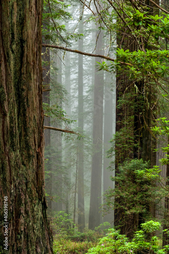 forest in fog