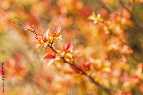 Autumn leaves in the forest.Retro macro.Raw.Image