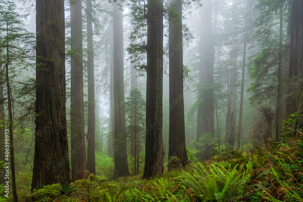Naklejka premium misty morning in the forest