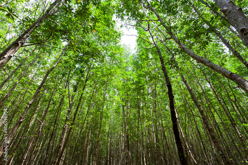 mangrove forest in rainforest phang nga thailand nature and environment concept