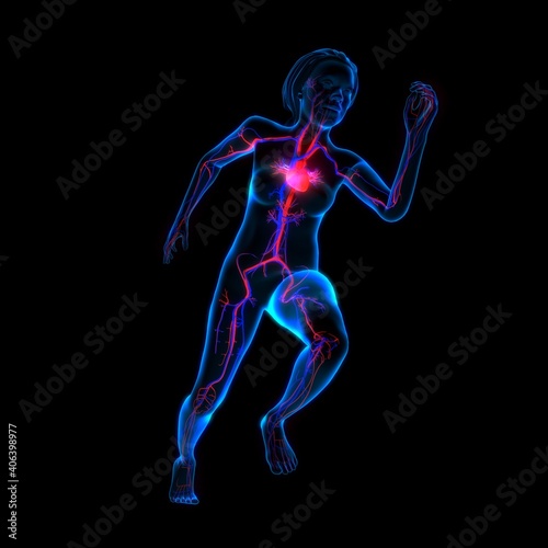 Human anatomy, x-ray look at the cardiovascular system of a human body, the heart is in focus, female, running position, 3d illustration