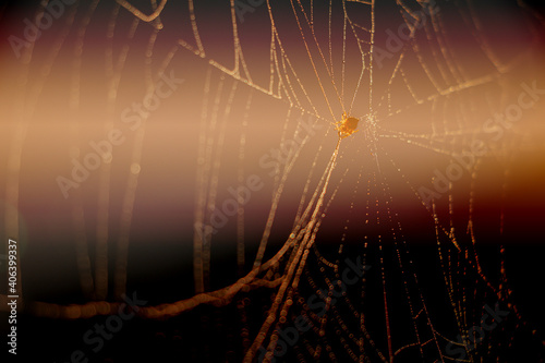 Beautiful defocus spider web for wallpaper background.Blurred abstract background.