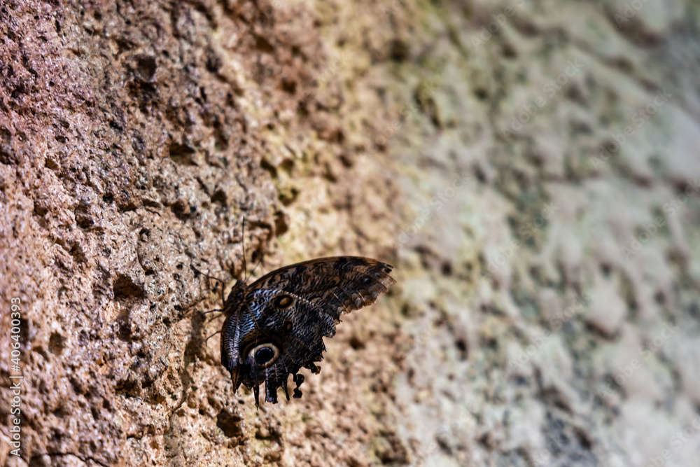 Beautiful small dark butterfly Lepidoptera sitting on wall Beautiful small dark butterfly Lepidoptera sitting on wall