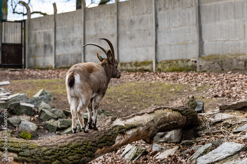 Dybowski's deer Cervus nippon hortulorum walking on fallen tree photo