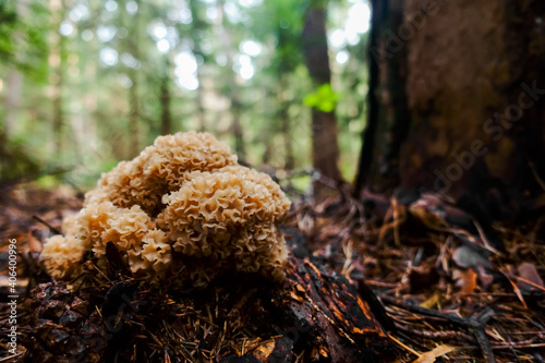 beautiful fresh mushroom culry hen a between needles in the forest floor photo