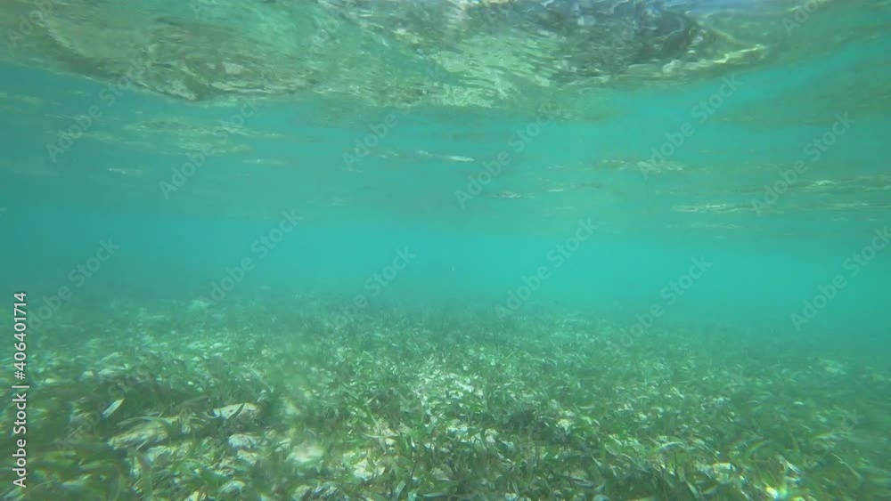 Static view of the seagrass and the ocean floor in the mexican beach of Tulum Static view of the seagrass and the ocean floor in the mexican beach of Tulum
