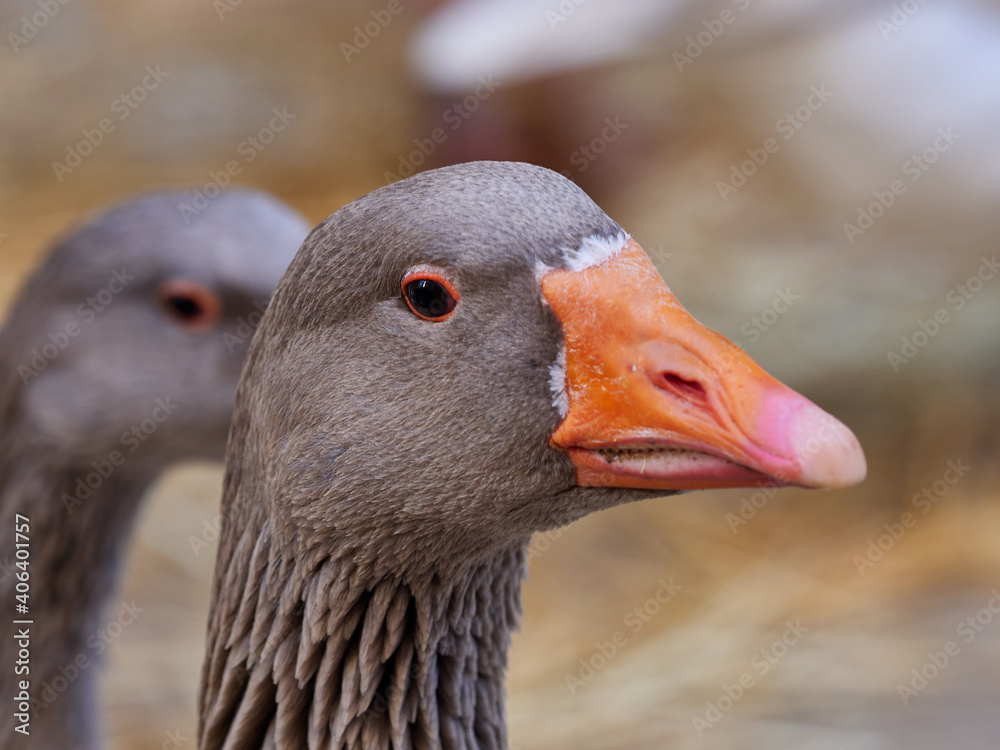 Portrait of Greylag goose, Anser anser, at the bird show, Xativa, Spain Portrait of Greylag goose, Anser anser, at the bird show, Xativa, Spain
