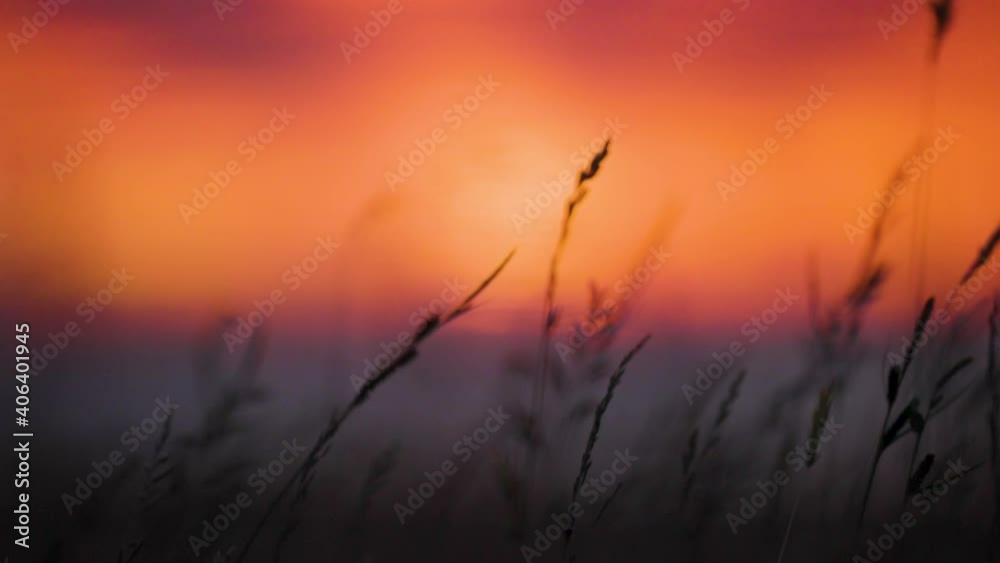 Grass swaying in the wind in slow motion at sunset summer night