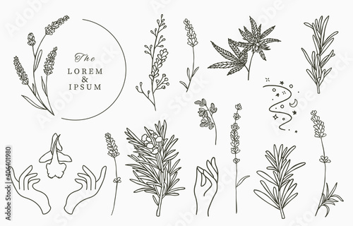 Line herbal collection with rosemary,lavender,cannabis.Vector illustration for icon,sticker,printable and tattoo