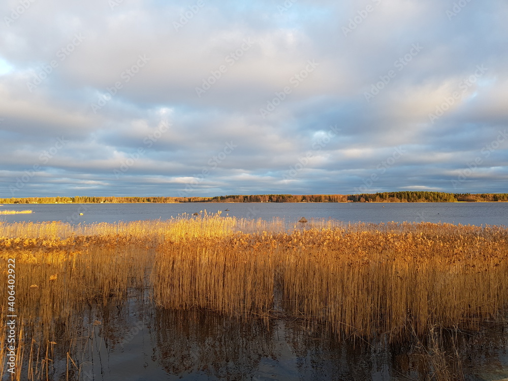 reeds in the water