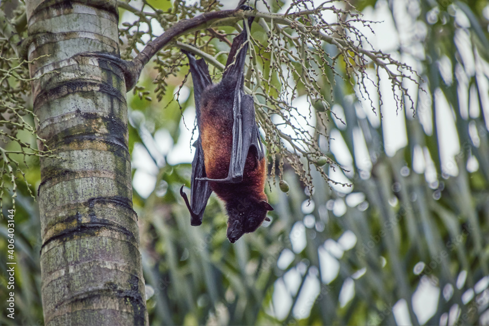 Flying fox called Megabat, in Latin Pteropodidae, hangs from a palm tree