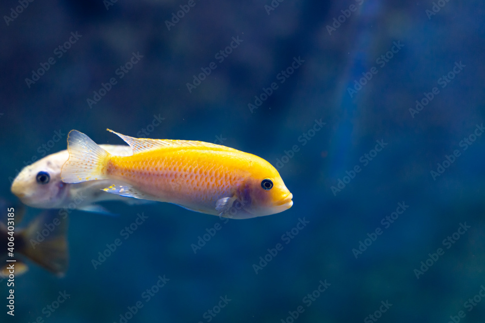 Small yellow fish swimming in dark large aquarium Small yellow fish swimming in dark large aquarium