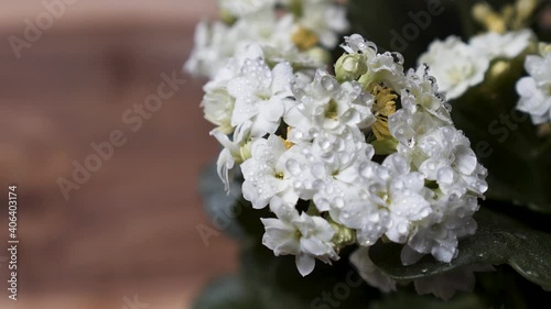 Beautiful White Kalanchoe Flower With Water Drops. - rack focus shot photo