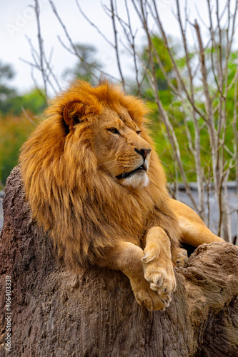 Fototapeta Naklejka Na Ścianę i Meble -  
 South African lion (Panthera leo krugeri)
relaxing in on the stone at ZOO
