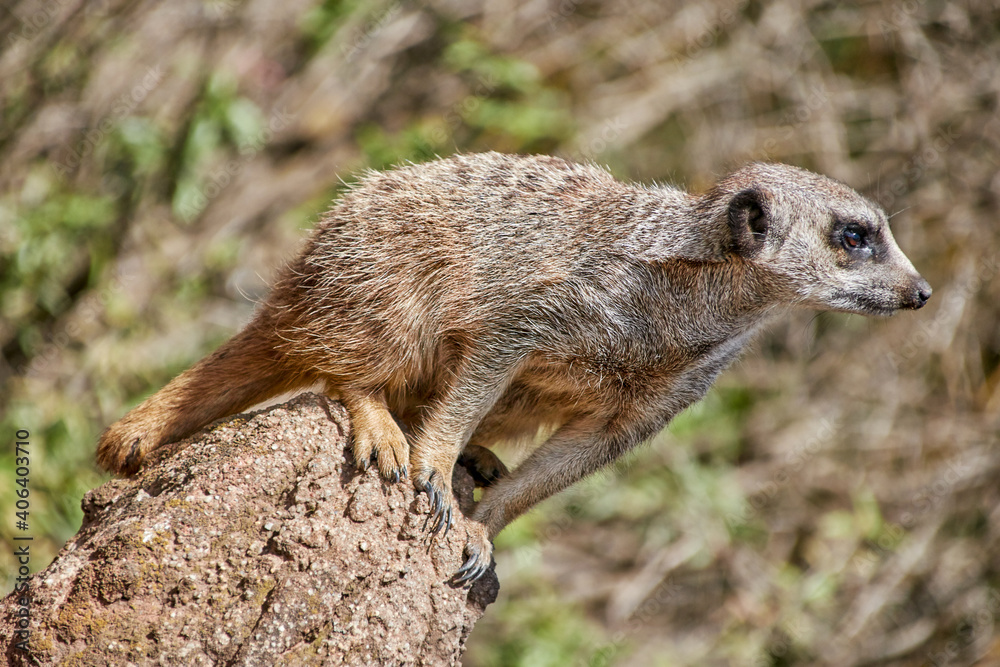 Fototapeta premium meerkat about to jump