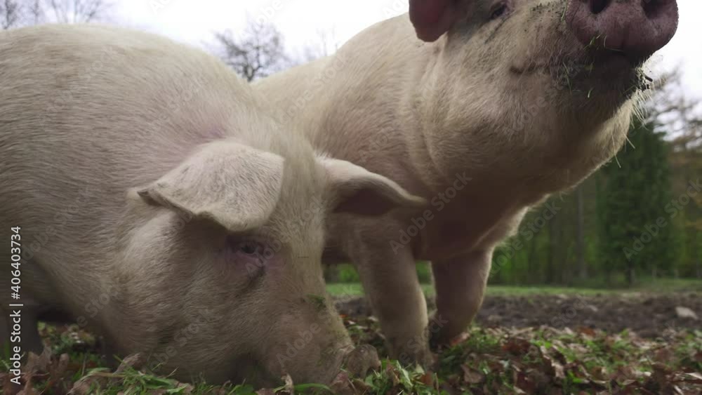 Domestic Pigs Eating And Foraging Food On Ground By Its Snout. - close up Domestic Pigs Eating And Foraging Food On Ground By Its Snout. - close up