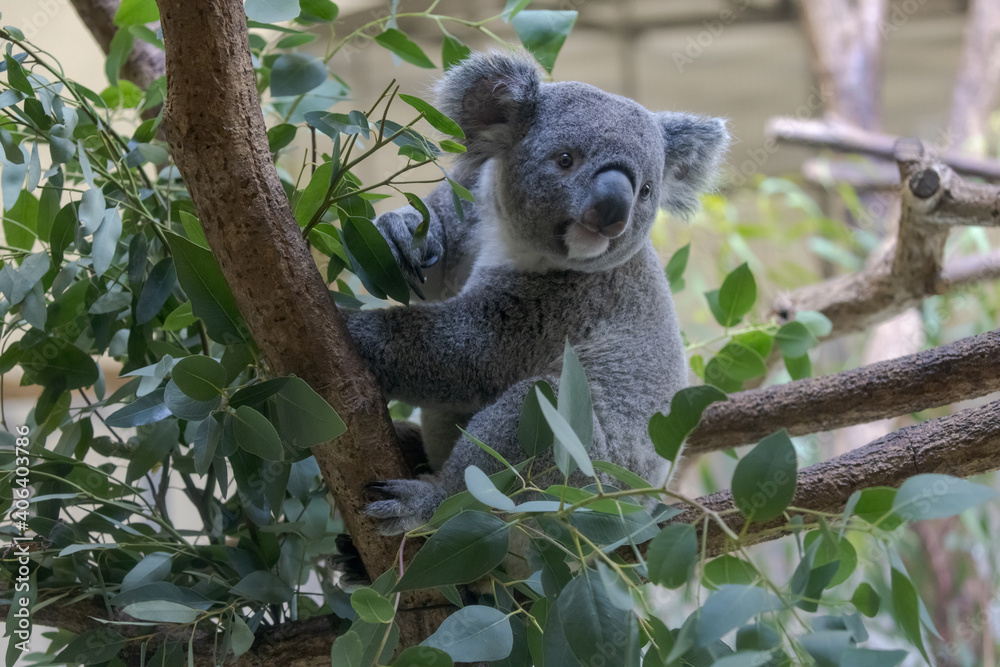 Obraz premium コアラ