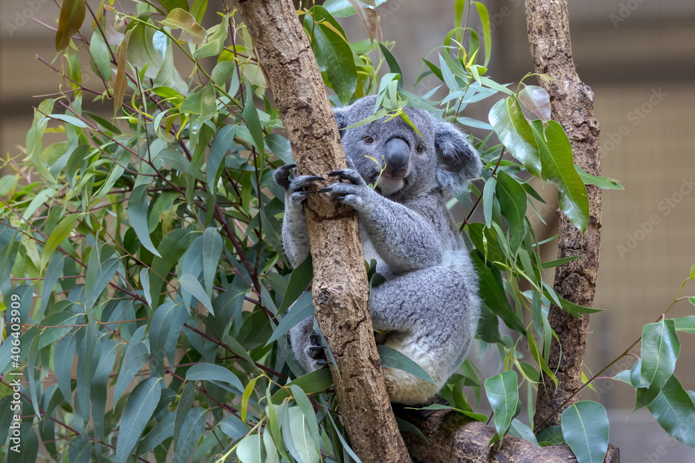 Fototapeta premium コアラ