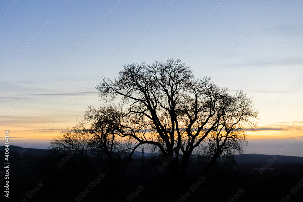 A bare winter tree silhouette at sunset