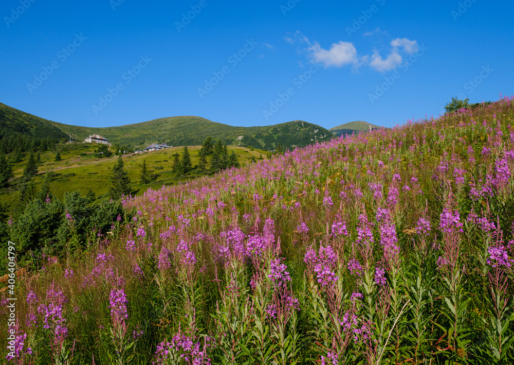 Pink blooming Sally and yellow hypericum flowers on summer mountain slope. In far - Pozhyzhevska weather and botanic stations (building was laid in 1901), Chornohora ridge, Carpathian, Ukraine.