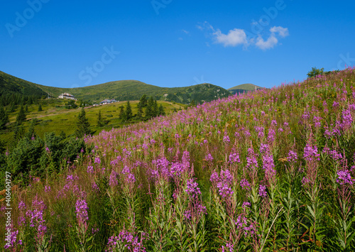 Pink blooming Sally and yellow hypericum flowers on summer mountain slope. In far - Pozhyzhevska weather and botanic stations (building was laid in 1901), Chornohora ridge, Carpathian, Ukraine. © wildman