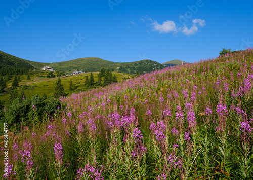 Pink blooming Sally and yellow hypericum flowers on summer mountain slope. In far - Pozhyzhevska weather and botanic stations (building was laid in 1901), Chornohora ridge, Carpathian, Ukraine.