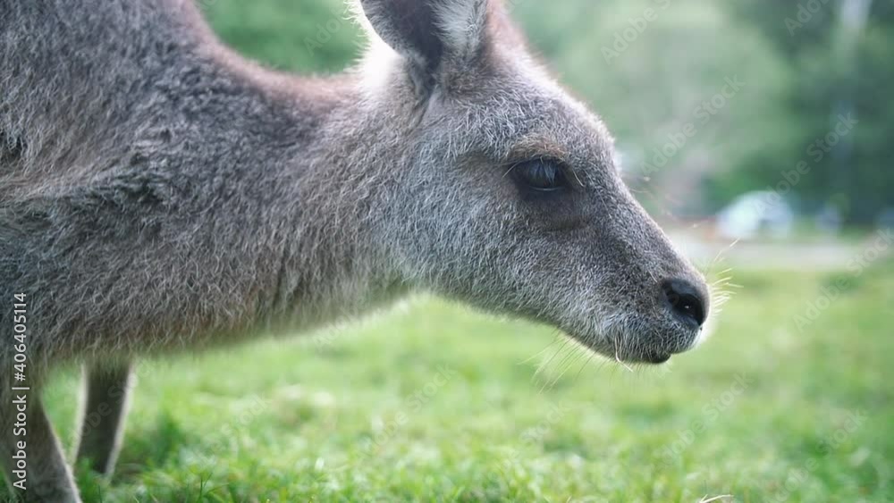 Australian Juvenile Kangaroo Grazing On Lush Meadows During Daytime - Close Up, Slow Motion Australian Juvenile Kangaroo Grazing On Lush Meadows During Daytime - Close Up, Slow Motion