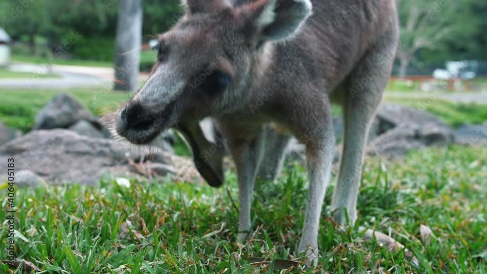 Australian Wallaby Scratching Its Face While Standing On Meadow Landscape. - Close Up Australian Wallaby Scratching Its Face While Standing On Meadow Landscape. - Close Up