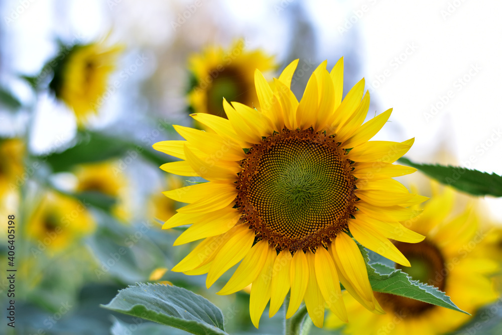 Fresh Sunflower blooming in the morning sun shine with nature background in the garden, Thailand. Fresh Sunflower blooming in the morning sun shine with nature background in the garden, Thailand.