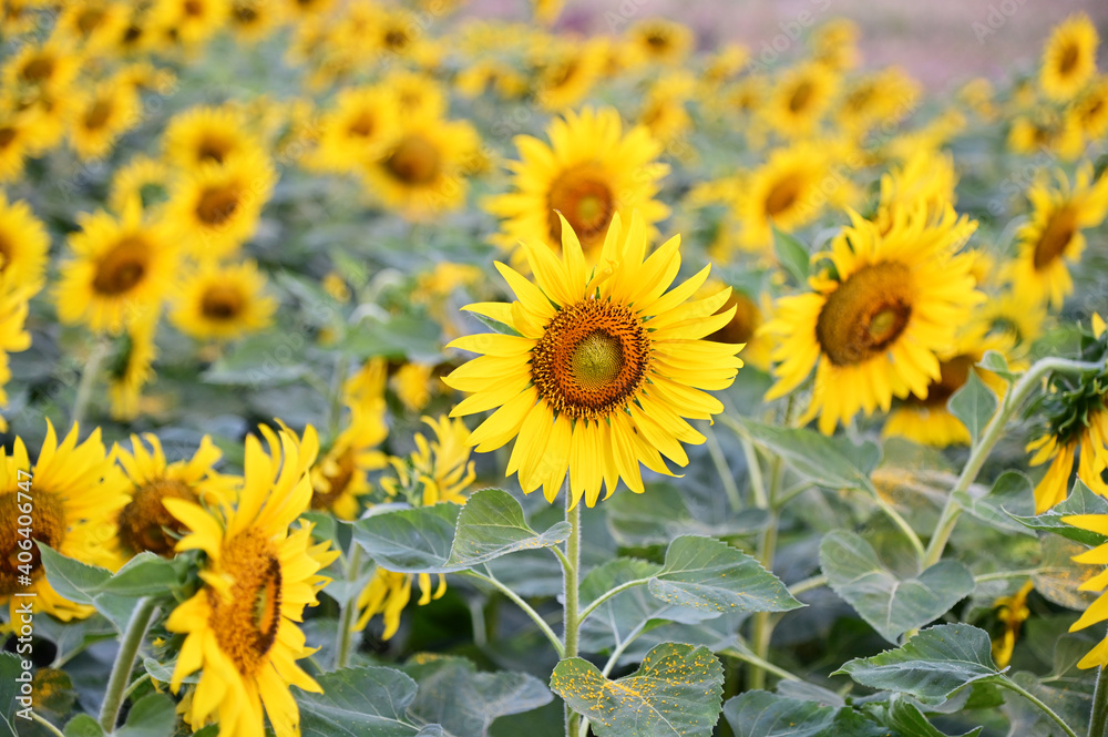 Fototapeta premium Fresh Sunflower blooming in the morning sun shine with nature background in the garden, Thailand.