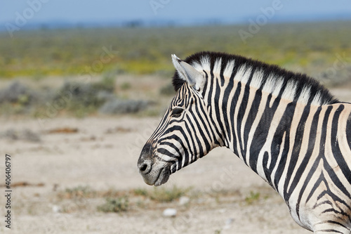 Close-up of a zebra in Etosha