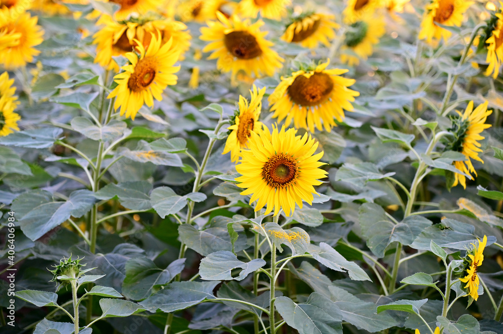 Obraz premium Fresh Sunflower blooming in the morning sun shine with nature background in the garden, Thailand.