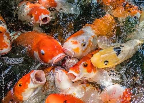 Obraz na plátne Japanese carp fishes: beautiful and greedy