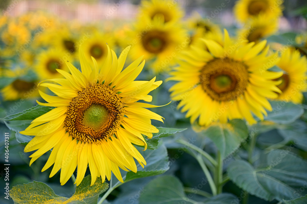 Fresh Sunflower blooming in the morning sun shine with nature background in the garden, Thailand.