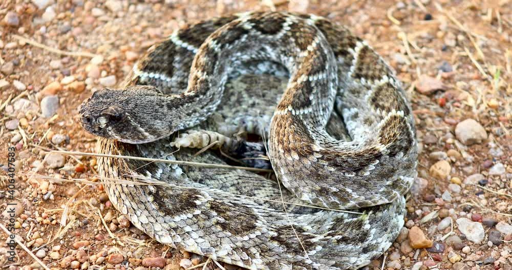 Closeup static shot of a Western Diamondback Rattlesnake(Crotalus atrox) Closeup static shot of a Western Diamondback Rattlesnake(Crotalus atrox)