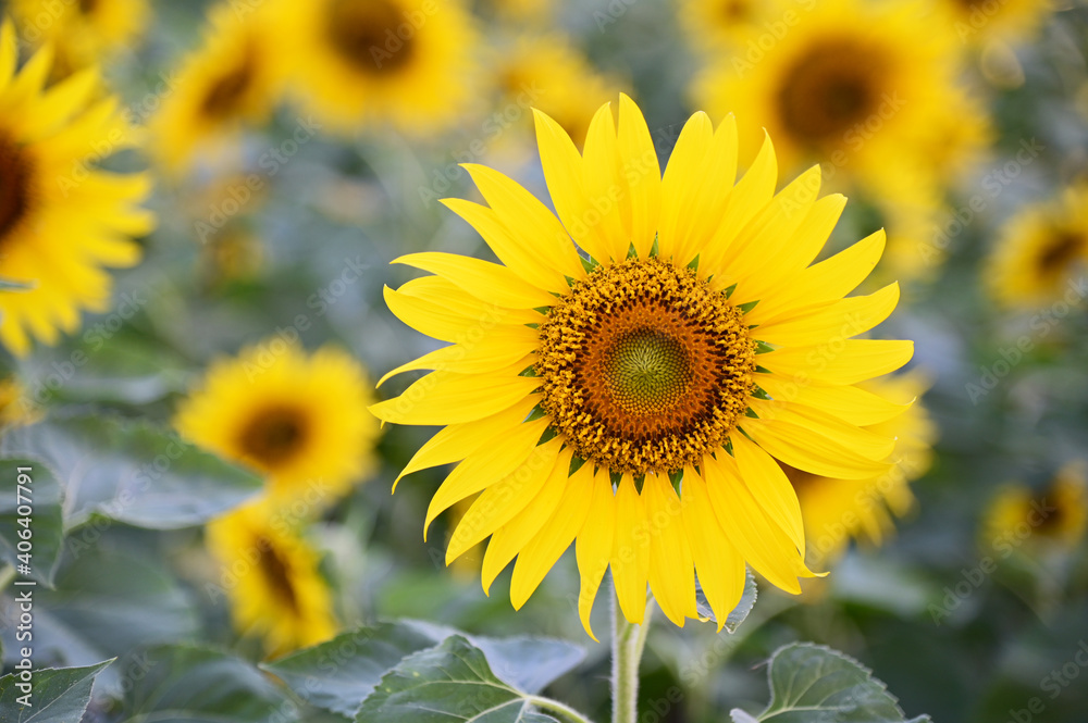 Fresh Sunflower blooming in the morning sun shine with nature background in the garden, Thailand. Fresh Sunflower blooming in the morning sun shine with nature background in the garden, Thailand.