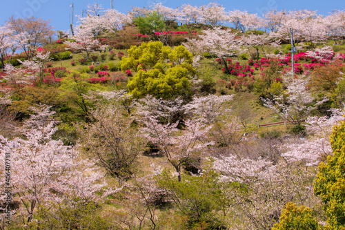 桜満開の春