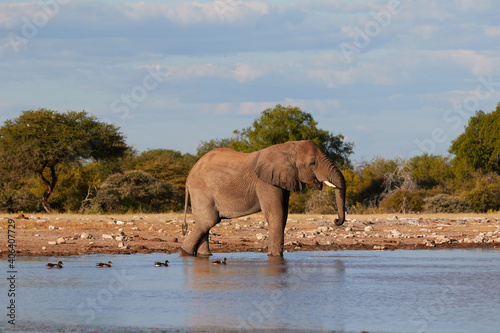 Elephant drinking water in Etosha