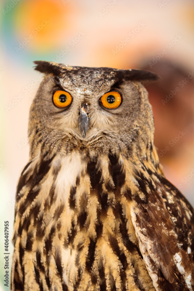 Fototapeta premium Curious owl with orange eyes looking directly to the front