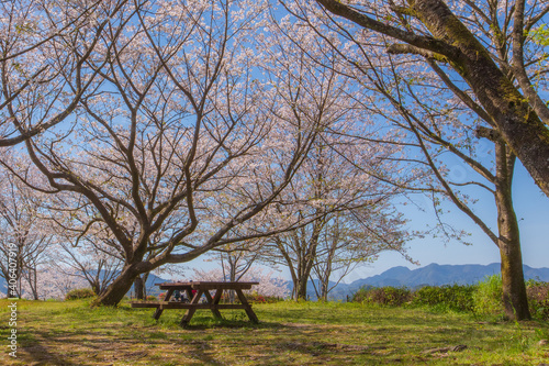 桜　春　青空