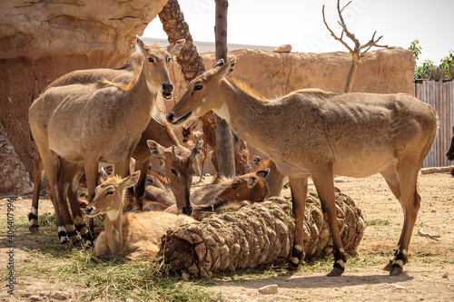 A pack of antelopes in a calmful state photo