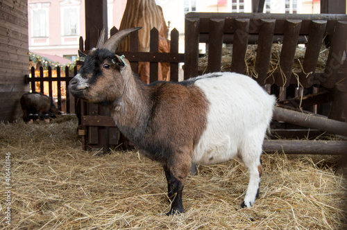 goat in Nativity scene at Christmas markets