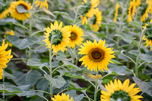 Fresh Sunflower blooming in the morning sun shine with nature background in the garden  Thailand.