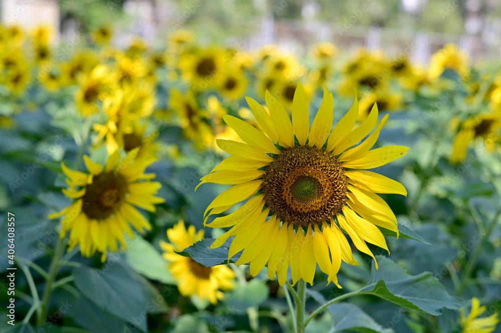 Fresh Sunflower blooming in the morning sun shine with nature background in the garden, Thailand. Fresh Sunflower blooming in the morning sun shine with nature background in the garden, Thailand.