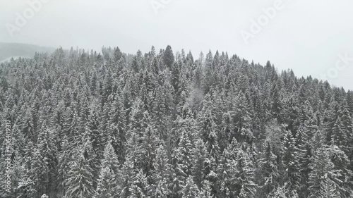 Pine trees covered in fresh layer of snow on cold winters day. Drone. photo